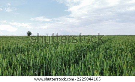 Here you can see agricultural, cultivated fields. These pictures were taken on a warm, slightly cloudy summer day.