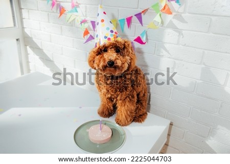 A small red poodle in a festive cap on a white background celebrates a birthday. Front view