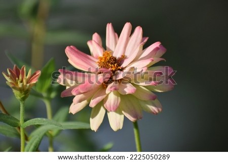 flower picture,Flowers in the garden,Pink Zinnia flower (Zinnia violacea Cav.) in summer garden on sunny day. Zinnia is a genus of plants of the sunflower tribe within the daisy family.