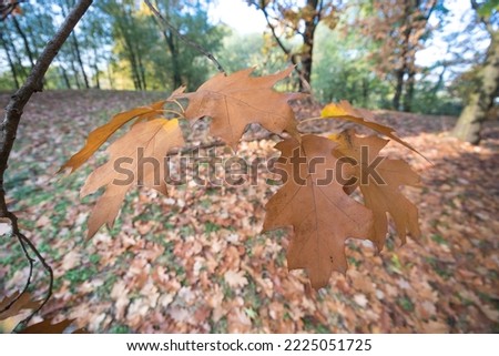 Wide lens landscape with colorful autumn foliage in Italy, no people are visible.