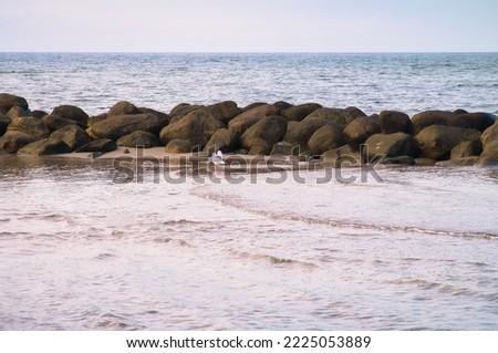 Stone groynes, breakwaters in the water off the coast in Denmark. Seagulls on the sandbar. Landscape photo by the sea