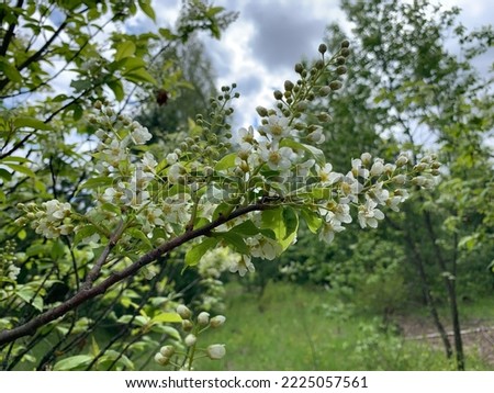 white bird cherry flowers blooming in early spring. A wallpaper texture pattern background.