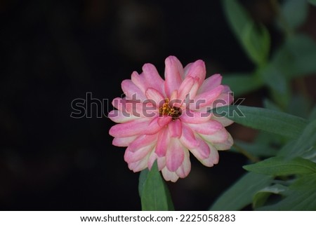 Nature concept: flower picture,Flowers in the garden(Zinnia violacea Cav.) in summer garden on sunny day. Zinnia is a genus of plants of the sunflower tribe within the daisy family,Thailand.
