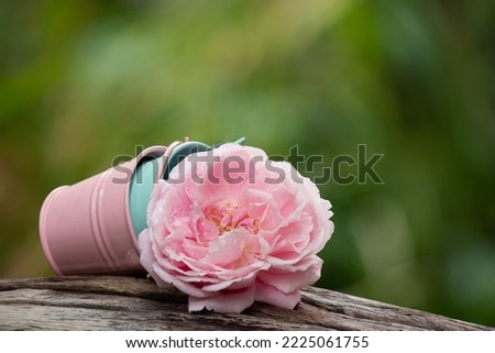 Pink damask rose on nature background.