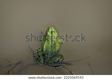a large green frog floats on the shore of the pond