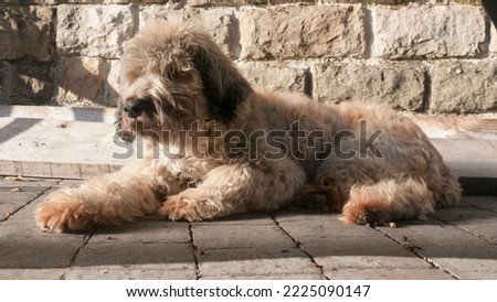 Beige hairy shepherd dog laying on copple stone