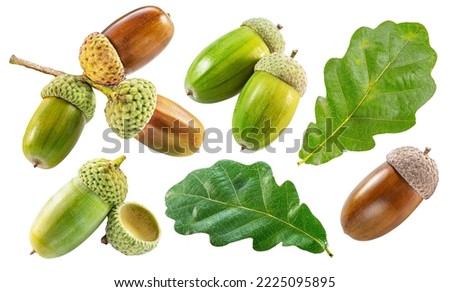 Oak acorns with oak leaves isolated on white background. File contains clipping paths for each items. Royalty-Free Stock Photo #2225095895