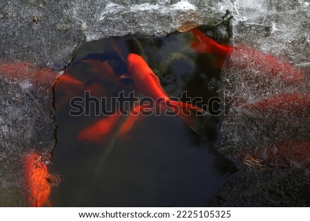 Frozen pond with red fishes
