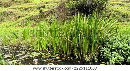 Emergent plants live near the water's edge and along the banks of rivers. These vascular plants often have deep and dense roots that stabilize shallow soils at the water's edge Royalty-Free Stock Photo #2225111089