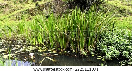 Emergent plants live near the water's edge and along the banks of rivers. These vascular plants often have deep and dense roots that stabilize shallow soils at the water's edge Royalty-Free Stock Photo #2225111091
