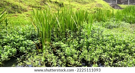 Emergent plants live near the water's edge and along the banks of rivers. These vascular plants often have deep and dense roots that stabilize shallow soils at the water's edge Royalty-Free Stock Photo #2225111093