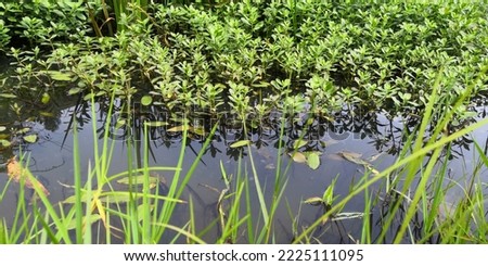 Emergent plants live near the water's edge and along the banks of rivers. These vascular plants often have deep and dense roots that stabilize shallow soils at the water's edge Royalty-Free Stock Photo #2225111095