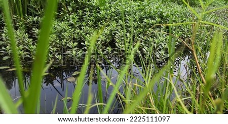 Emergent plants live near the water's edge and along the banks of rivers. These vascular plants often have deep and dense roots that stabilize shallow soils at the water's edge Royalty-Free Stock Photo #2225111097