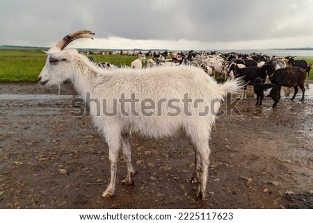 Close up full body goat concept photo. Lakeshore landscape. Side view photography with herd of cattle on background. High quality picture for wallpaper, travel blog, magazine, article