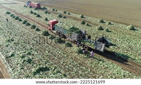 farmers load Chinese cabbage in fields in North China