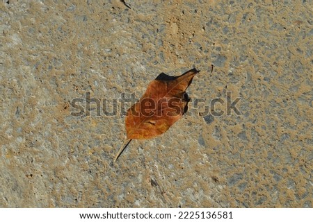 brown single leaf standing in fallen sunlight