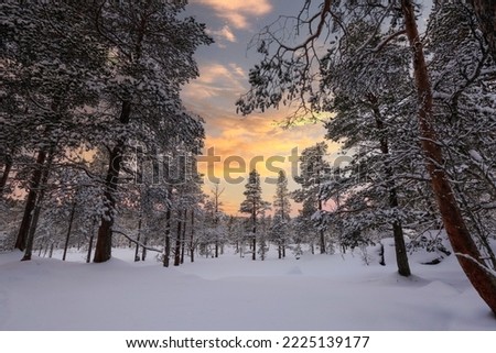 Snowy pine tree forest covered with snow after snowfall. The picture was taken in Innerdalen ( Innset) Norway
