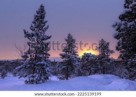Snowy pine tree forest covered with snow after snowfall. The picture was taken in Innerdalen ( Innset) Norway