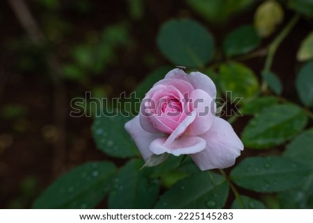 the beauty of pink roses
