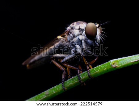 Robberfly trios elegant  in the forest.