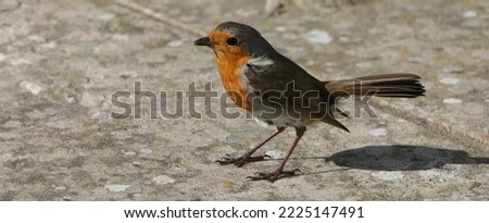 Robin feeding from Insect Coconut Suet Shell on the ground