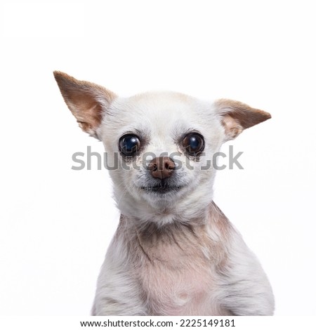 Beautiful and cute white and brown mexican chihuahua dog on isolated background. Studio shot of a purebred miniature chihuahua puppy. Close-up of chihuahua looking up against white background