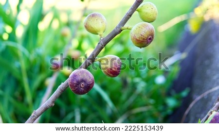 Figs are seasonal fruit in summer and autumn