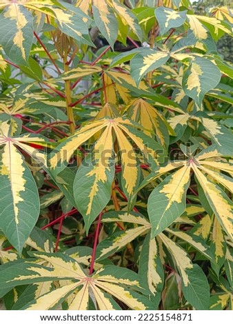 cassava leaves are green yellow


