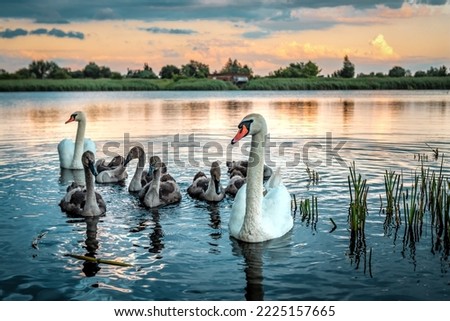 Swans family swims in the lake or pond water at sunrise or sunset time Royalty-Free Stock Photo #2225157665
