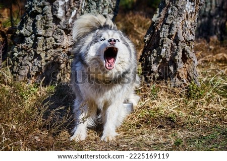 Siberian Husky dog surprised barking on forest grass, barking Husky dog portrait with gray black coat color. Aggressive Husky sled dog breed, outdoor walking with adult pet