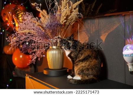 a three-colored cat is sitting at the halloween party