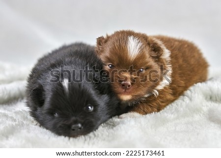 Two little Chihuahua puppies lying on soft white fabric, cute sleepy brown and black dogs breed on white background. Funny charming small toy puppies looks around, family friendly attractive toy dogs