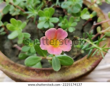 Beldroega plant (Genus: Portulaca), also known as purslane, verdolaga, red root or pursley