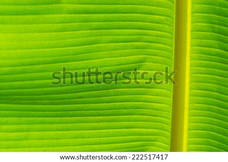 background texture of banana leaf for your design ideal for wallpaper and background purposes