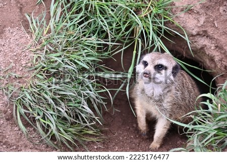 A meerkat curiously looking out of its burrow