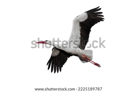 Stork isolated on white background Royalty-Free Stock Photo #2225189787