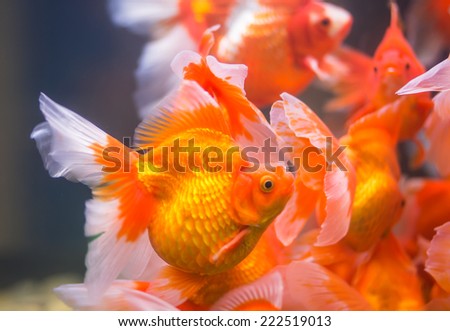 Goldfish in  aquarium