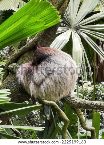 Brown throated sloth Bradypus variegatus folivora sleeping on the tree. Sloths are known as the slowest mammal on the planet.