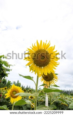 sunflowers on nature background it is a cash crop and can be developed as a tourist attraction because tourists like to take pictures of it, such as in Saraburi, Kanchanaburi of Thailand, etc.