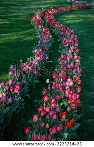 Colorful tulip flowers - spring background