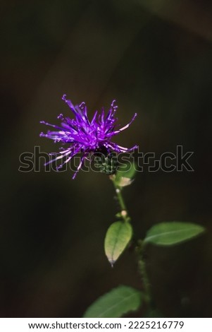 A beautiful blue flower in nature on a blurry background. Purple flower on the field. The last flowers of autumn. Vertical image. Selective focus.