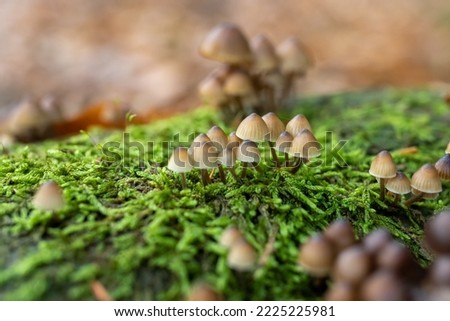 Macro picture of fungi, mushroom, Mycena haematopus.