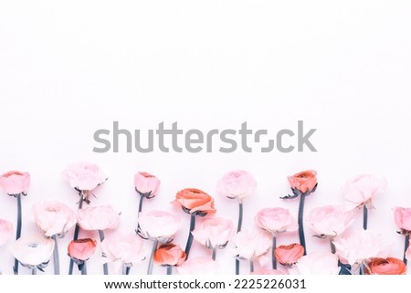 Beautiful colored ranunculus flowers on a white background. Valentines day greeting card.
