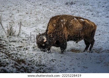 A LARGE BISON ROOTING IN THE SNOW FOR FOOD IN YELLOWSTONE NATIONAL PARK