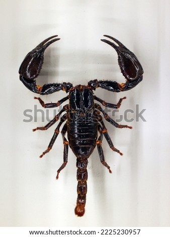 Scorpions are predatory arachnids of the order Scorpiones. They have eight legs, and are easily recognized by a pair of grasping pincers and a narrow.