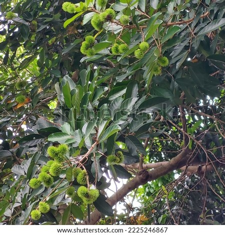 rambutan fruit that is still green on the tree