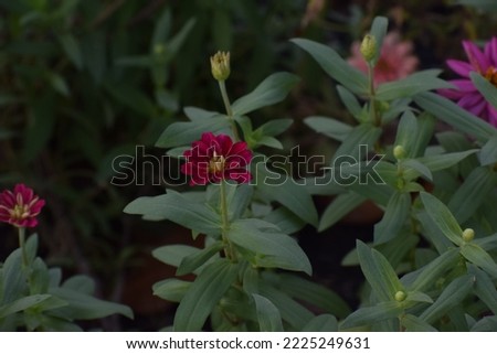 flower picture,Flowers in the garden,Pink Zinnia flower (Zinnia violacea Cav.) in summer garden on sunny day. Zinnia is a genus of plants of the sunflower tribe within the daisy family.