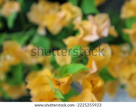 Unfocus photo of Bogenville flower for background or wallpaper