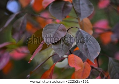 Red autumn leaves on a tree