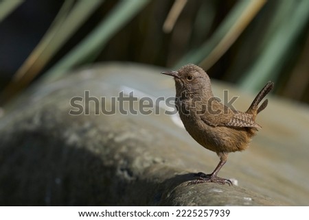 Cobb's Wren (Troglodytes cobbi) on a lichen covered piece of wood on the coast of Sea Lion Island in the Falkland Islands Royalty-Free Stock Photo #2225257939